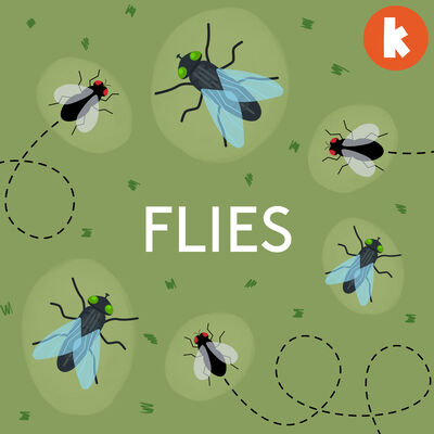 Flies