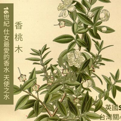 英國SP台灣 讓精油說故事 香桃木