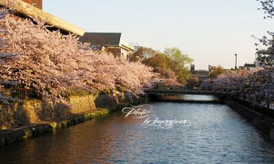 日本京都.京都御苑