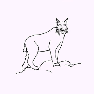 Linces