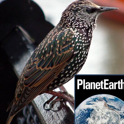 The Ozone Hole, Starlings in Fair Isle, Forest Fires - Planet Earth Podcast - 11.11.22