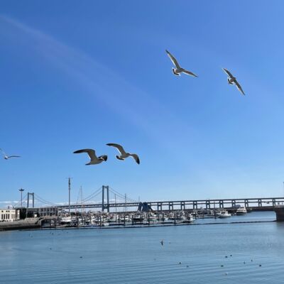 #8 “鹿子女士去看心理医生”