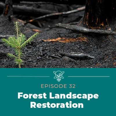 Restoring Damaged Forests