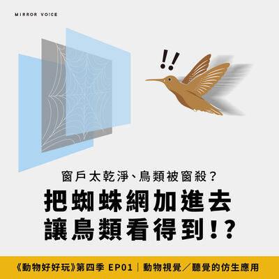 從果蠅研發超智慧晶片，蜘蛛網成為拯救鳥類窗殺的發明靈感？【焦傳金｜動物好好玩S4EP1】