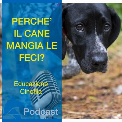 Perché il Cane Mangia le Feci