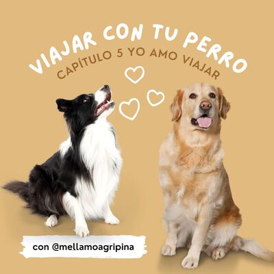 #5 Viajar con tu  perro.