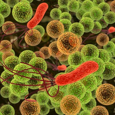 Ep. 40 - Microbes and the Human Gut