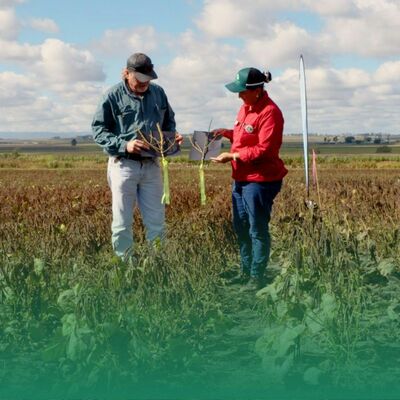 Flying high with new mungbean varieties