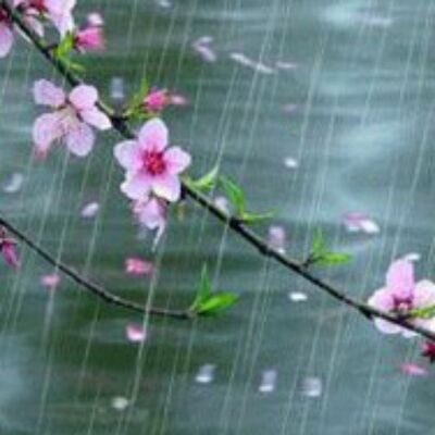 春雨