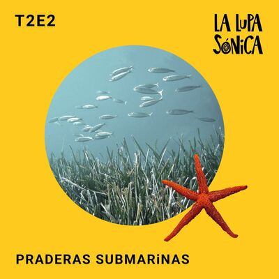 Praderas submarinas