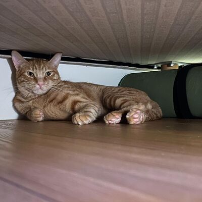 S2 EP32 - 國台辦近況回報！週更變季更 (誤