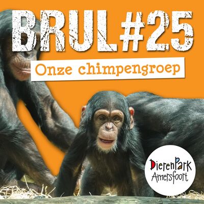 Onze chimpanseegroep: ieder een eigen karakter | BRUL #25