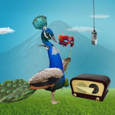 Pavo real: el divo