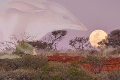 The bilby, the moon and the Birriliburu Rangers