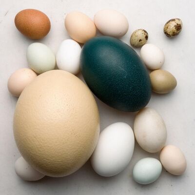 食物的科學：蛋蛋 part2