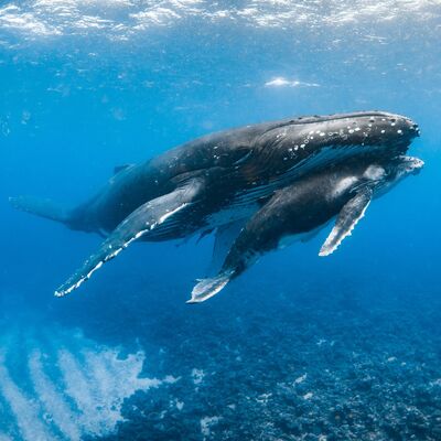 Planeta vivo - La larga vida de las ballenas - 14/05/25