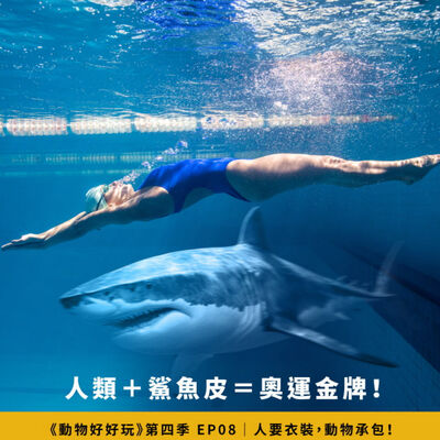 蜘蛛絲能防彈？鯊魚皮泳衣為何成為黑科技？仿生智慧衣服與建築【焦傳金｜動物好好玩S4EP8】