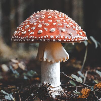 {ASMR}🧚🏻🍄 fairy puts lotion on your face ~ roleplay 🍄🧚🏻 || fairy roleplay series part 2