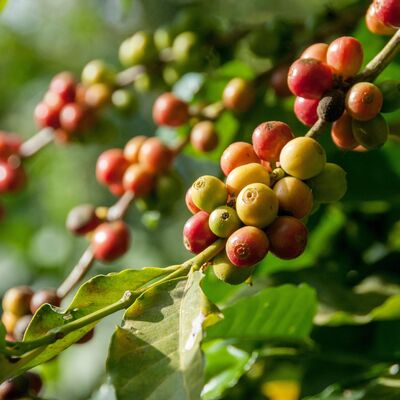 E184: The Invisible Hand of Flavor