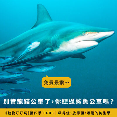 章魚的八爪觸手為何不會打結？壁虎倒掛吸功靠「腳毛」？動物吸附的仿生學【焦傳金｜動物好好玩S4EP5】
