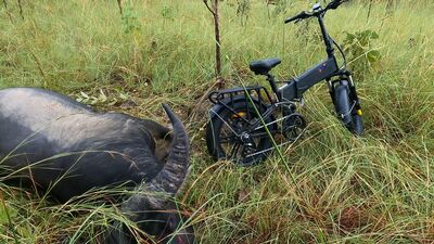 Using an electric bike to hunt buffalo