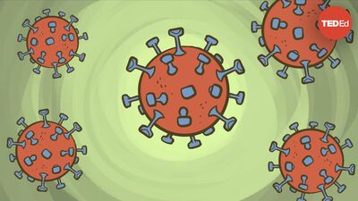 What is a coronavirus? | Elizabeth Cox