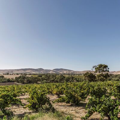 Cameron Ashmead from Elderton Wines on Cabernet in the Barossa