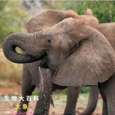 生物大百科：大象🐘用鼻子吸水不會嗆到嗎？長鼻是怎麼演化來的？大象在非洲草原上散步會中暑嗎？