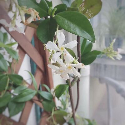 年少茉莉淡淡香