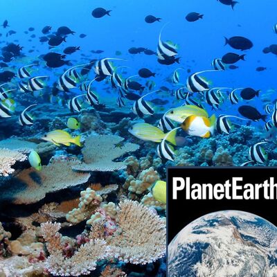 Forecasting solar storms, fish personalities - Planet Earth Podcast - 12.09.18