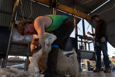 Shearers shining a light on mental health and protecting endangered turtles