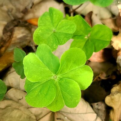 EP.28 耶誕跨年的人生喜怒哀樂