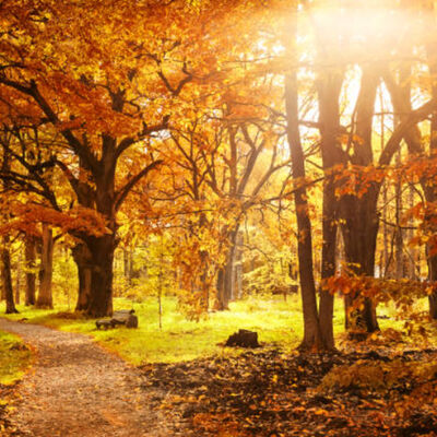 JW Promo Mix - Autumn 2024