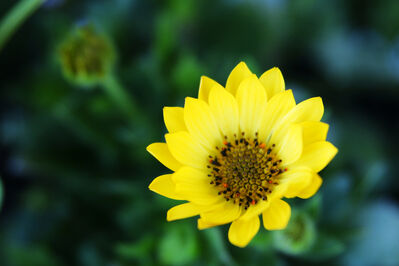 心理故事汇：52-正念的态度（主播：刘铁征）