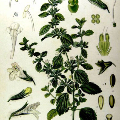 英國SP台灣 讓精油說故事 香蜂草