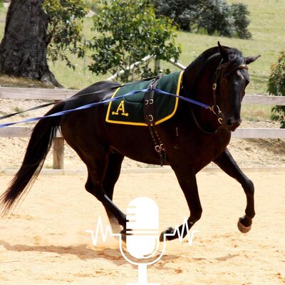 Long-reining Vs Lunging