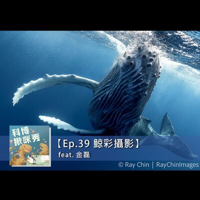 EP.39 鯨彩攝影 feat. 金磊 aka 被鯨魚打過的男人