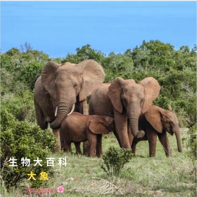 生物大百科：大象🐘擁有驚人的記憶力,記得幾十年情的事！大象有24顆臼齒！