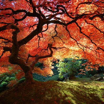 Episode 16 - August 19th, 2010 - Ornette