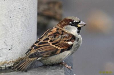 麻雀学筑窝（学习篇）