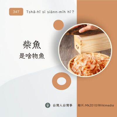 347 柴魚是啥物魚？