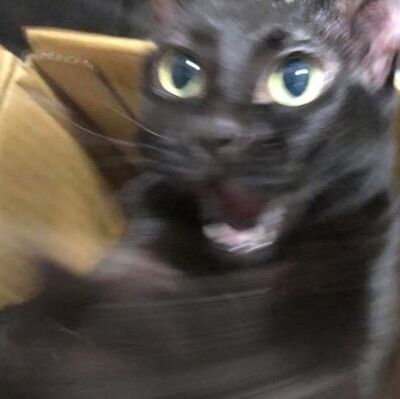 ep44：唱歌很好聽的芷柔來了，還把蜂王世家所有人都抓來錄音室！ 