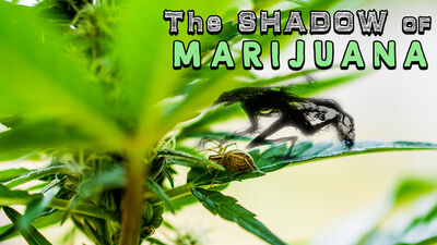 The Untold Truth About Cannabis Addiction w/ Tristan Weatherburn (YMT Podcast #15)