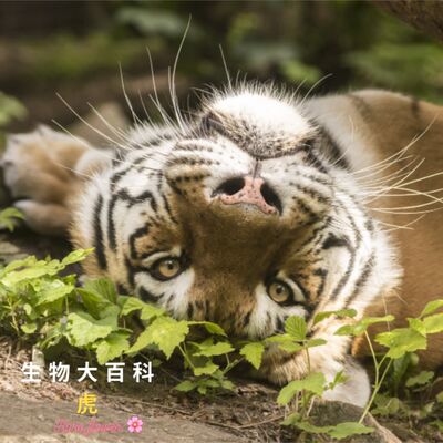 生物大百科：🐯人類記憶輸老虎?!虎尿液味道像爆米花🍿 虎快要消失絕種了😢！