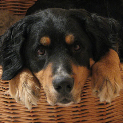 More Tongue twisters