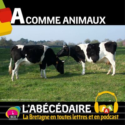 A comme Animaux avec François de Beaulieu et les races bretonnes - L'Abécédaire de la Bretagne