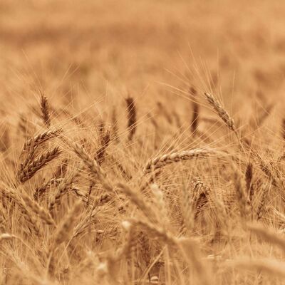 What's happening at the Crop Protection Forum next week?