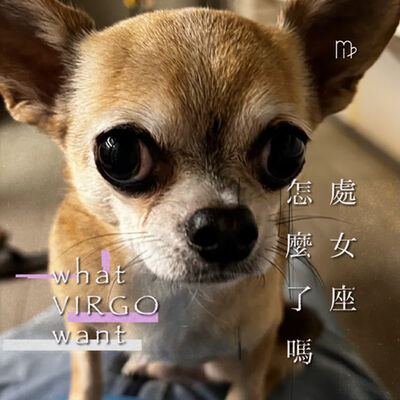 S203_吉娃娃是狗兒界的處女座？