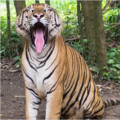 生物大百科：🐯獅虎、虎獅跟獅獅虎是什麼？
