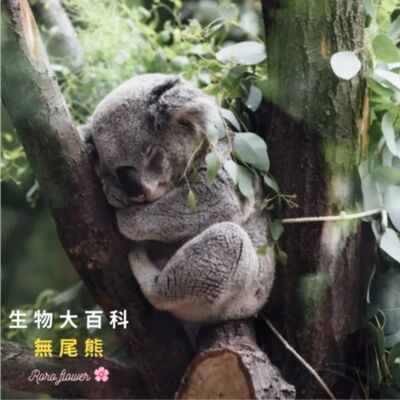 生物大百科：無尾熊 🐨 為什麼一直在睡覺?公無尾熊有育兒袋嗎? 